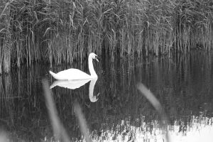 Schamanisches Krafttier Schwan