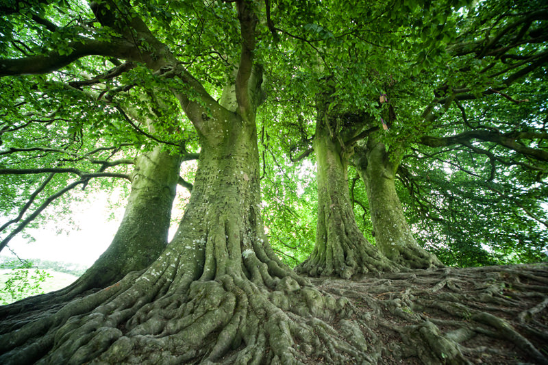 Feenbäume von Avebury, England