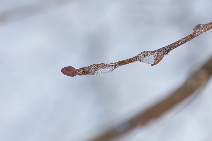 Die archetypische Energie des Winters und was sie uns lehren kann.