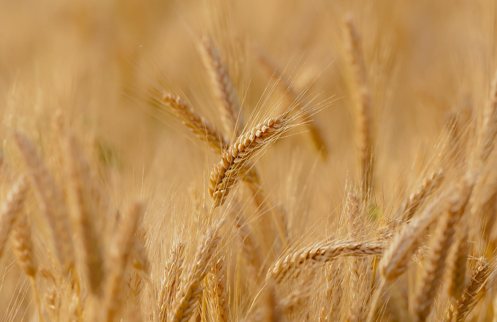 Jahreskreisfest: Lughnasadh / Lammas / Schnitterinnenfest